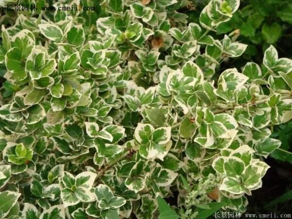 金邊扶芳藤 金邊扶芳藤