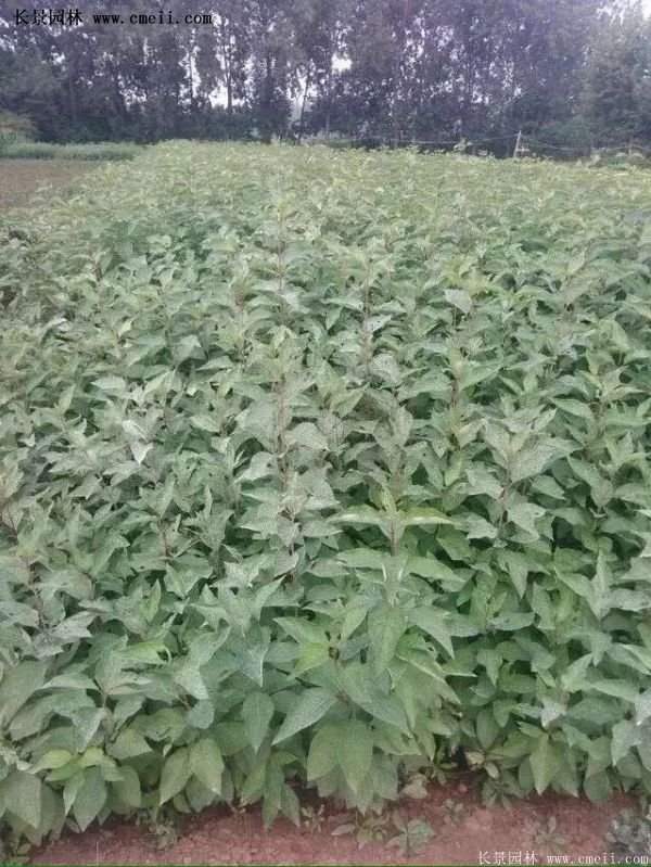 沭陽紅王子錦帶花 沭陽紅王子錦帶花