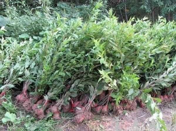 紅王子錦帶品種 紅王子錦帶品種