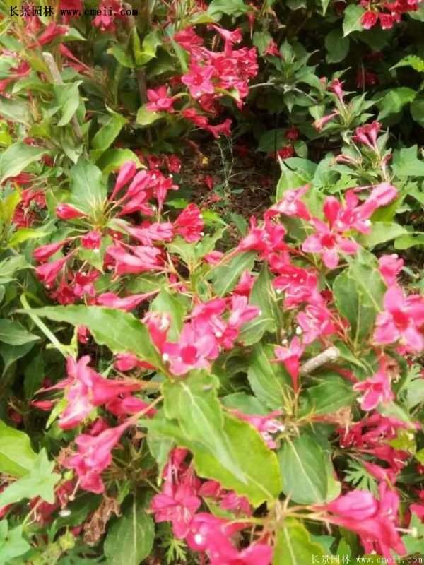 紅王子錦帶品種 紅王子錦帶品種