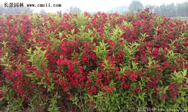 沭陽(yáng)紅王子錦帶花