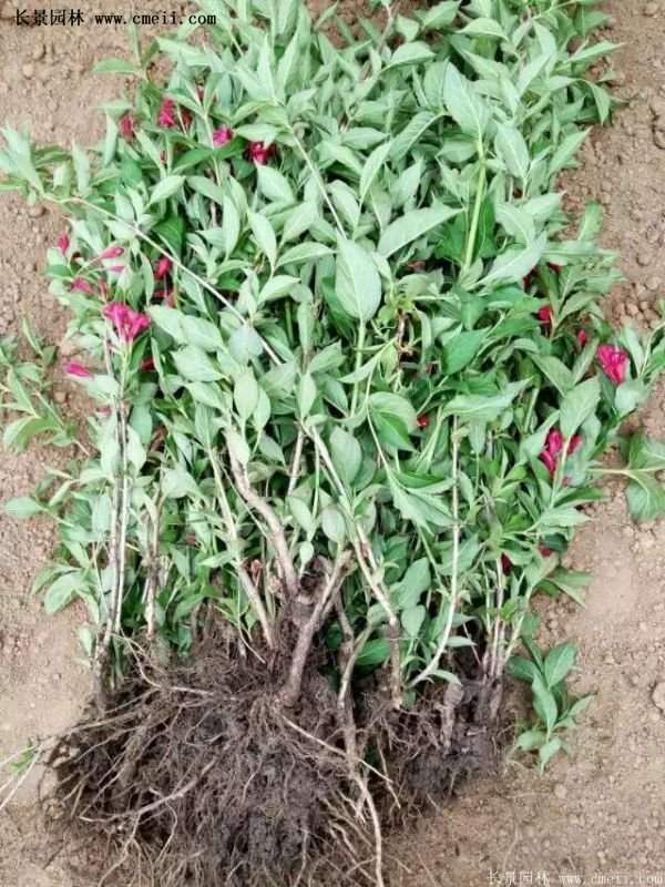 紅王子錦帶工程苗 紅王子錦帶工程苗