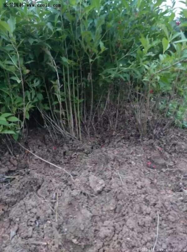 紅王子錦帶價格 紅王子錦帶價格