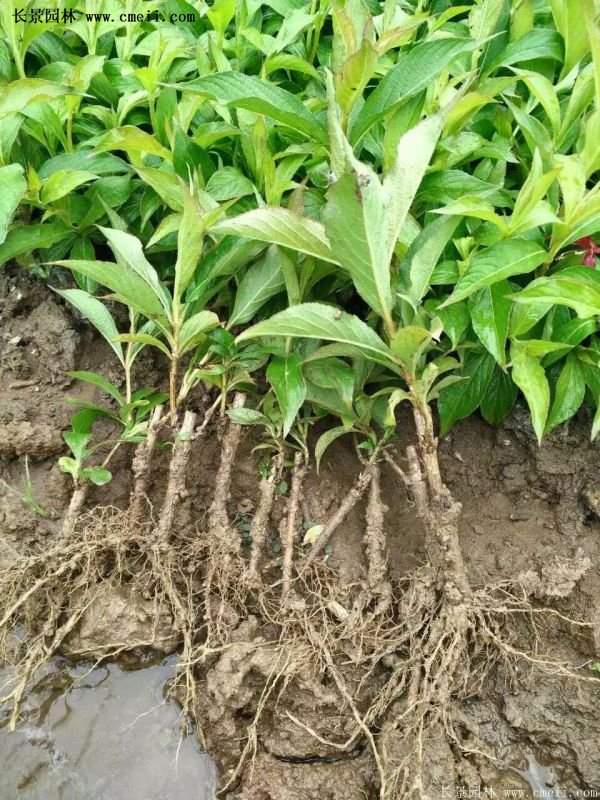 沭陽“三省”的紅王子錦帶花的價(jià)格表 沭陽“三省”的紅王子錦帶花的價(jià)格表