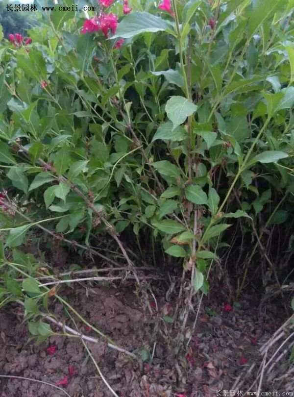 沭陽“三省”的紅王子錦帶花的價(jià)格表 沭陽“三省”的紅王子錦帶花的價(jià)格表