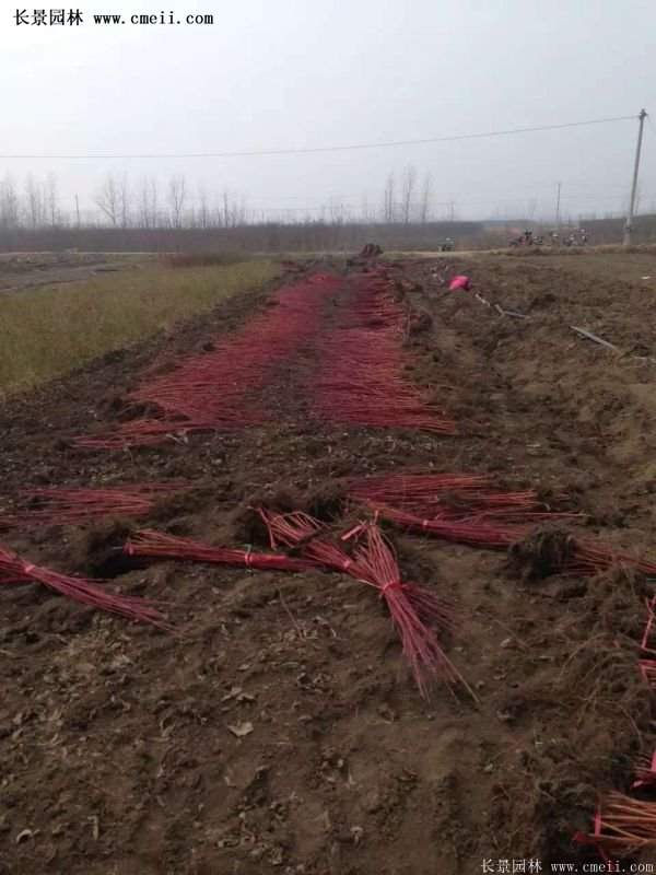 沭陽紅瑞木價(jià)格