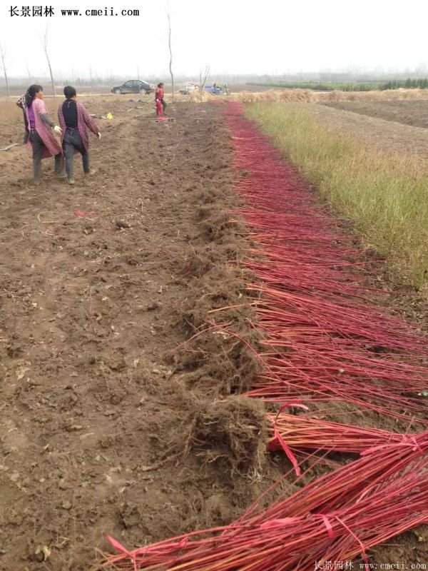 沭陽紅瑞木價(jià)格