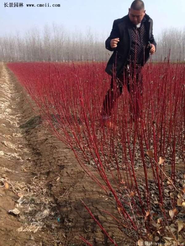 沭陽紅瑞木價(jià)格