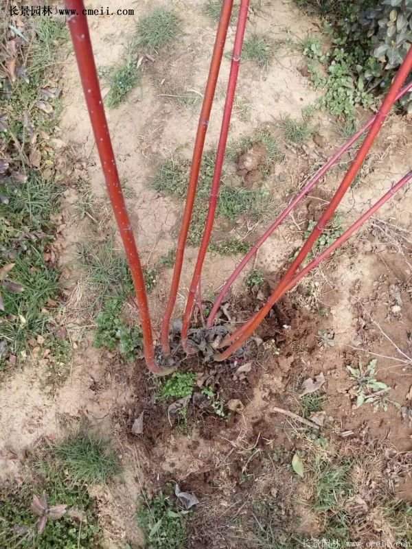 沭陽紅瑞木價(jià)格