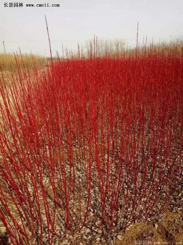 沭陽(yáng)紅瑞木