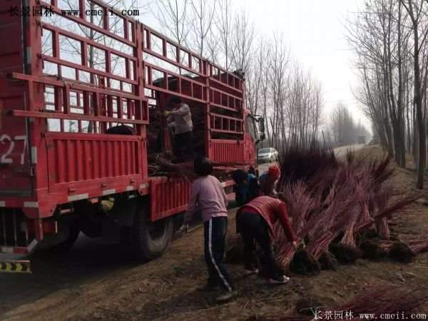 沭陽(yáng)紅瑞木