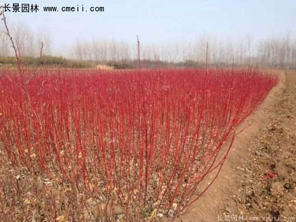 紅瑞木規(guī)格 紅瑞木規(guī)格