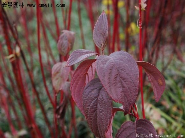 2016紅瑞木 2016紅瑞木