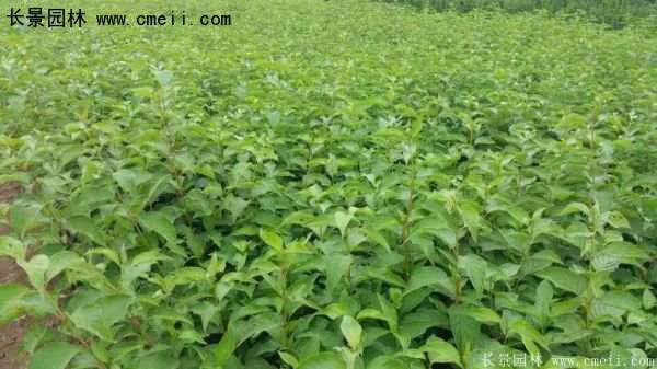 沭陽紅瑞木價格 沭陽紅瑞木價格