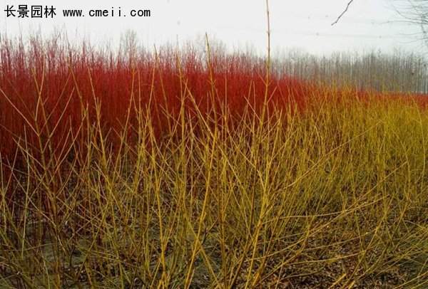 紅瑞木綠化 紅瑞木綠化