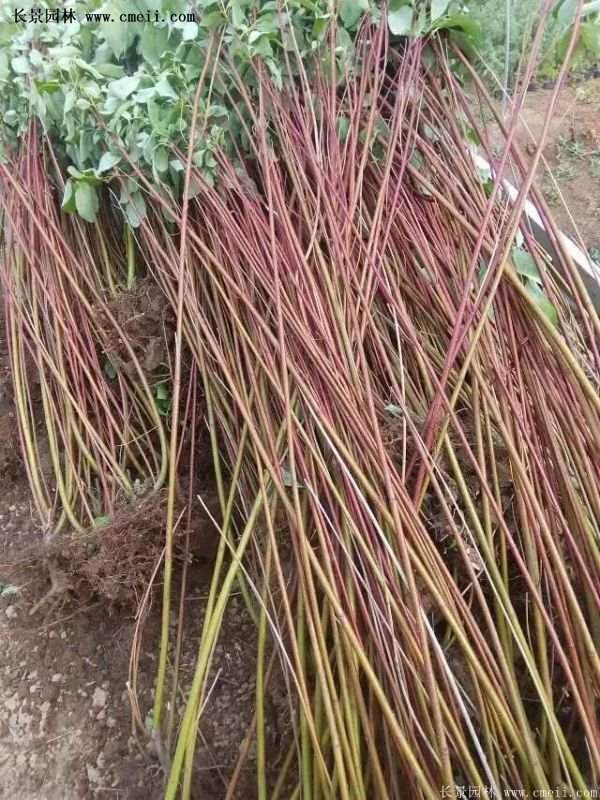 紅瑞木銷量 紅瑞木銷量