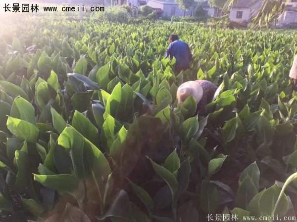 低價格，高質量的美人蕉