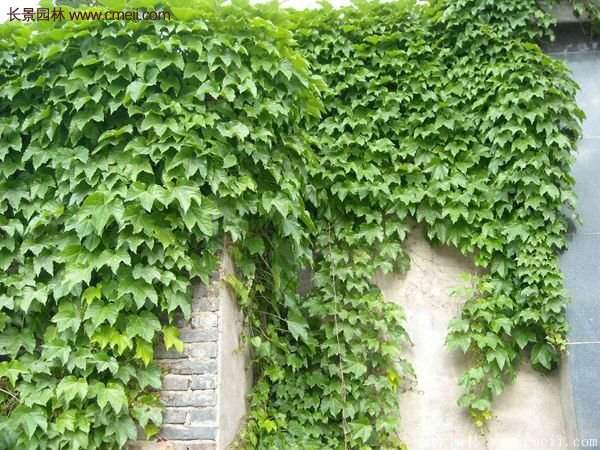 爬山虎怎么種？