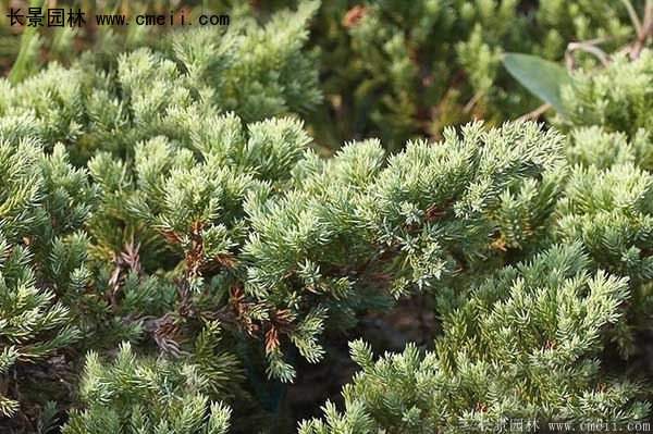 沭陽(yáng)地柏苗