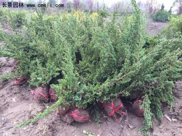 沭陽的鋪地柏 沭陽的鋪地柏