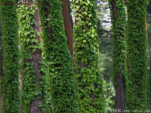 爬山虎一株多少錢？