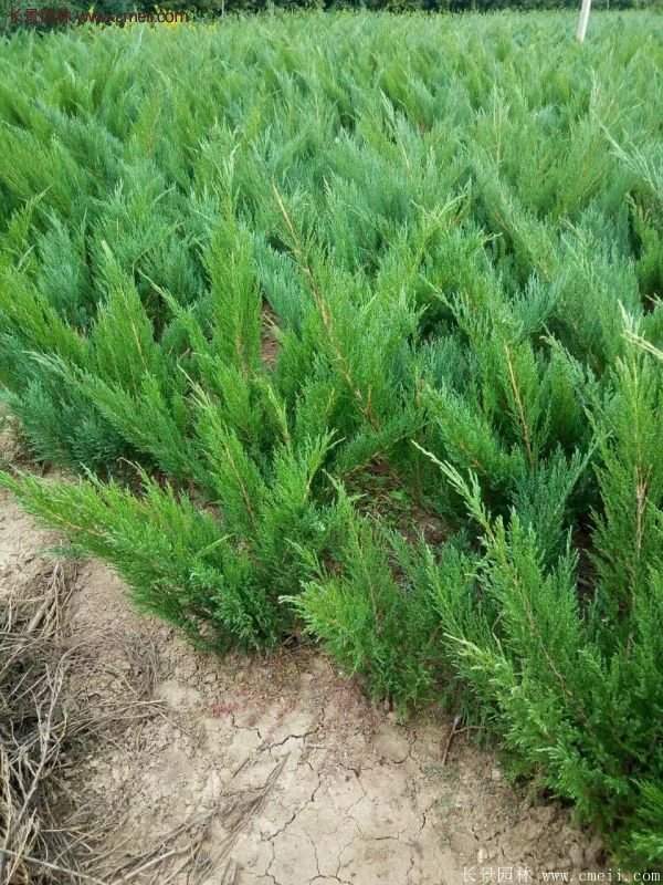 沭陽沙地柏 沭陽沙地柏