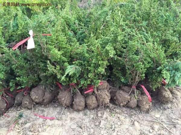 沭陽地柏 沭陽地柏