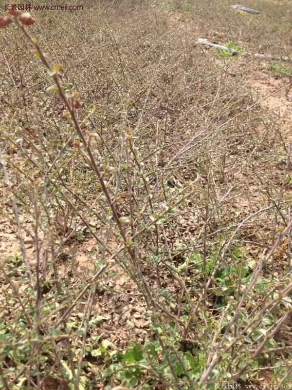 沭陽(yáng)連翹苗供應(yīng)