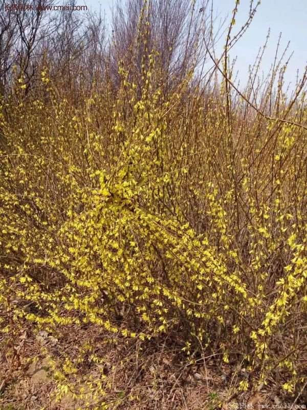 沭陽(yáng)連翹苗供應(yīng)