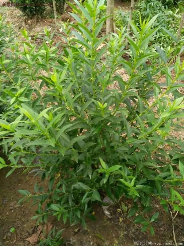 沭陽(yáng)的連翹苗 沭陽(yáng)的連翹苗