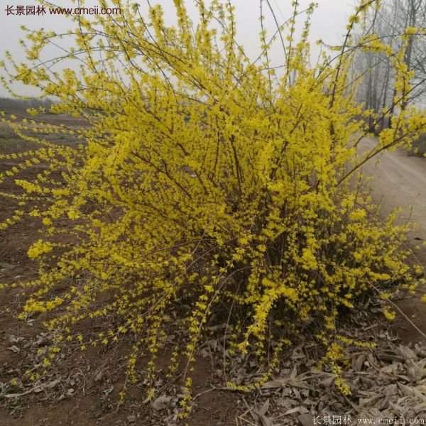 沭陽(yáng)的連翹苗 沭陽(yáng)的連翹苗