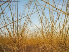 江蘇地區(qū)黃金槐價(jià)格參考！