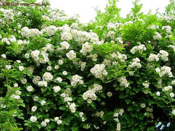 “顏值爆表”爬藤薔薇，看的心都醉了