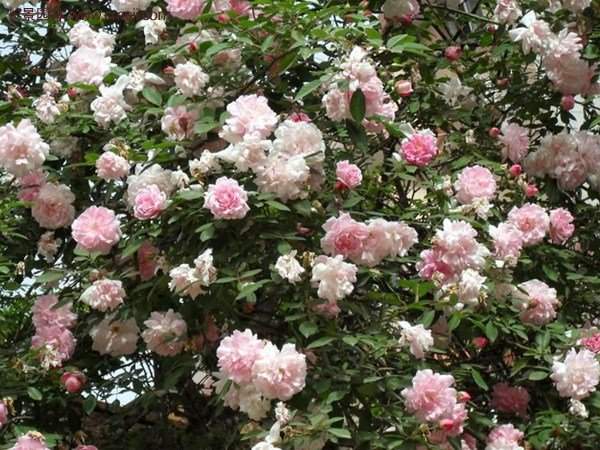 “顏值爆表”爬藤薔薇，看的心都醉了