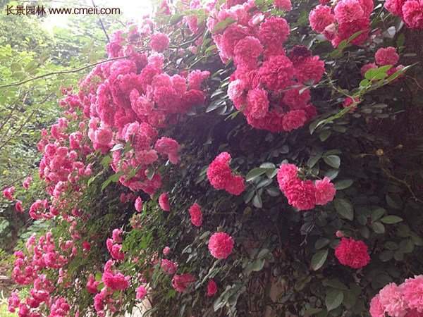 “顏值爆表”爬藤薔薇，看的心都醉了