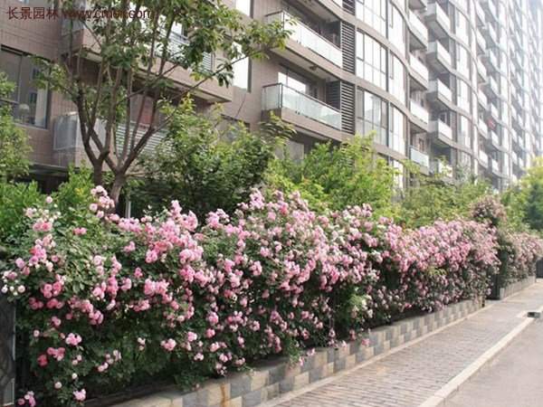 “顏值爆表”爬藤薔薇，看的心都醉了