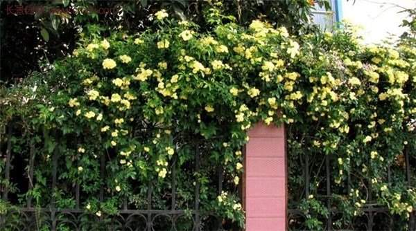 “顏值爆表”爬藤薔薇，看的心都醉了