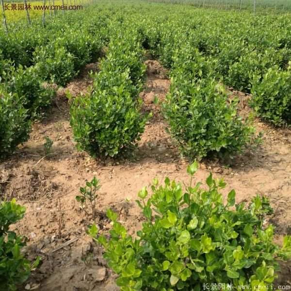 沭陽衛(wèi)矛球現(xiàn)場(chǎng)圖片 沭陽衛(wèi)矛球現(xiàn)場(chǎng)圖片