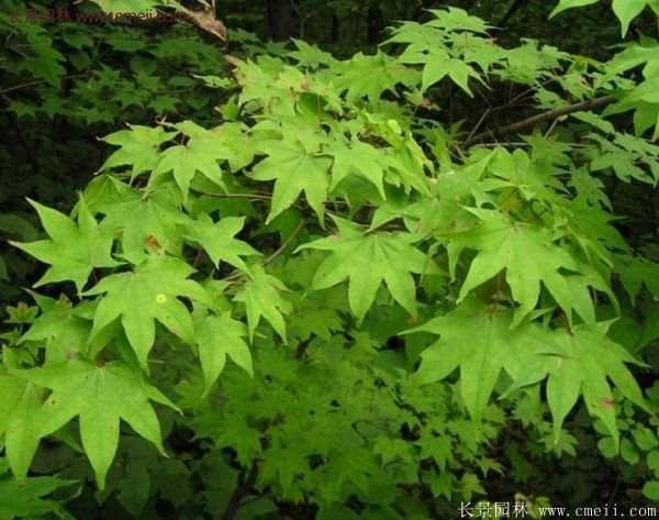 青楓樹(shù)苗產(chǎn)地都有哪些地方？