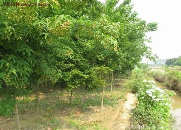 青楓樹(shù)苗產(chǎn)地都有哪些地方？