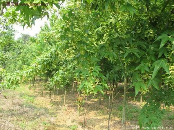 青楓樹(shù)苗產(chǎn)地都有哪些地方？