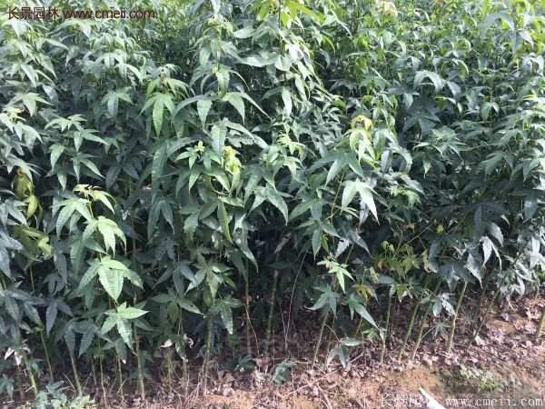 青楓樹(shù)苗產(chǎn)地都有哪些地方？