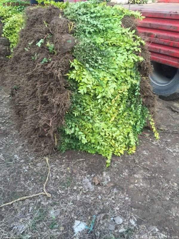 沭陽基地的金葉女貞 沭陽基地的金葉女貞