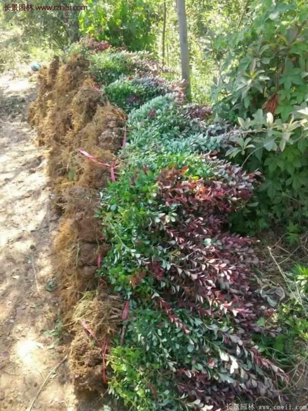 沭陽(yáng)紅葉小檗苗 沭陽(yáng)紅葉小檗苗