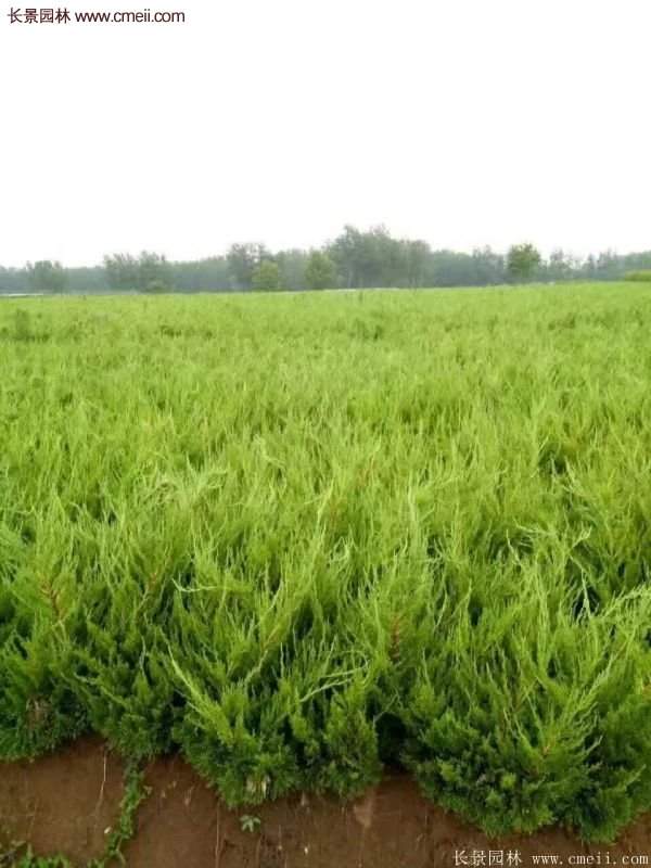 80公分高度的龍柏，主要用來作綠籬、色塊