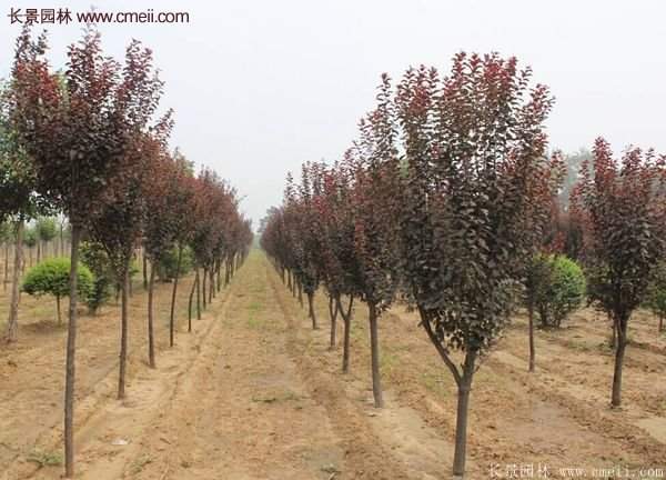 紫葉李批發(fā)基地，