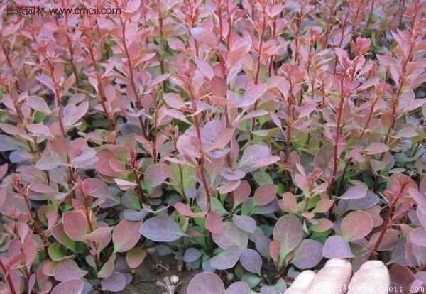 沭陽(yáng)紅葉小檗 沭陽(yáng)紅葉小檗