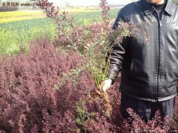 沭陽(yáng)基地的紅葉小檗球 沭陽(yáng)基地的紅葉小檗球