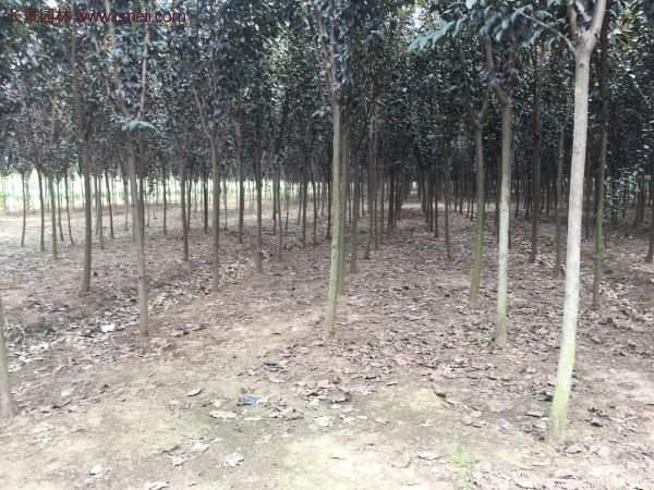 優(yōu)質(zhì)與低價(jià)紫葉李樹(shù)苗批發(fā)的苗圃