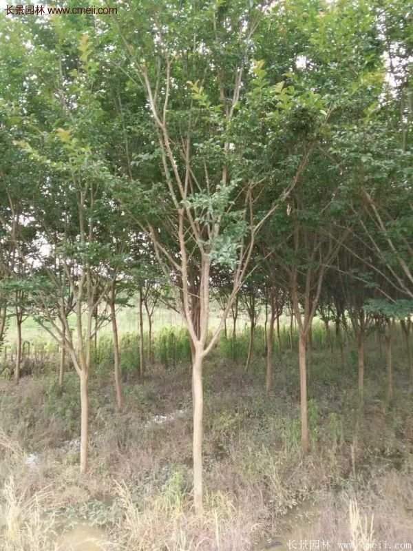 紫薇樹多少錢一棵？